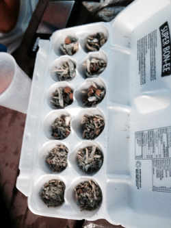 og-kush-in-my-eye-lids:  24 grams of shrooms