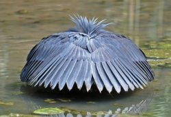 h0odrich:   sixpenceee:  The Black Heron imitates shelter and generates shade. This attracts the fish and makes them think that it’s safe when really it’s a trap.  Sagittarius   awesome bird!