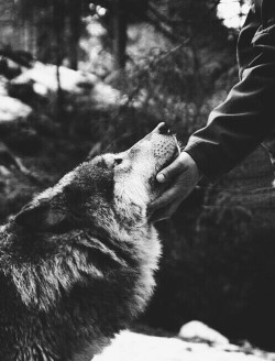 mydezire:  themysticalwolf:  The Wolf meet the Wolf….  Spiritual DeZireS 