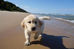 10knotes:  phototoartguy: Puppy’s First Visit To The Beach Will Make All Other Dog Photos Out There Irrelevant This little fella’s name is Champ. He’s a 9-week-old golden retriever that went to the beach for the first time in Hagar Township on Lake