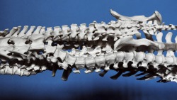 Laurenthurman-King:   Badger, Beaver, Fox, Coyote, And Bobcat Spines Via Oracle,