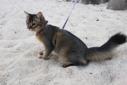 rodgertheshrubber: x-file:  catazoid:  As promised, here are some pictures of Lyalya’s first walk outside! Look at the bushy little squirrel tail :D the sandpit was her favorite spot! She was extremely excited and threw sand all over the place  this