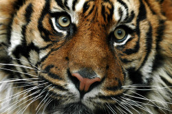 Rare Sumatran tiger by Antony Bennison on