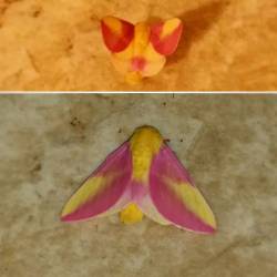 I don&rsquo;t know what kind of moth this is, but it is gorgeous! It reminds me of strawberry lemonade!  (Flash vs. No Flash) #moth #bug #wings #pink #yellow #pretty #nature #beautiful #strange