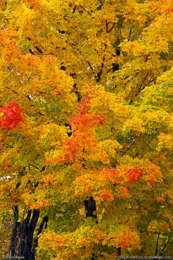 tulipnight:  Autumn Maple Tree by Greg from Maine on Flickr.
