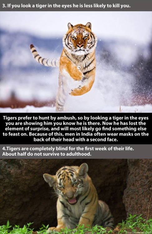 Sex trendingly:  21 Amazing Facts About Tigers pictures