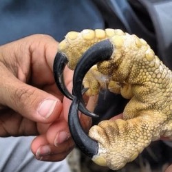 Ever wondered how big an Eagles talon is? Well now you know. #animals #talon #claw #huge #wow #instphoto #eagle #scary