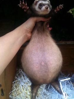 lolfactory:  This pregnant ferret looks like a ballsack funny tumblr[via imgur]   I seriously didnt think they got this big o _O