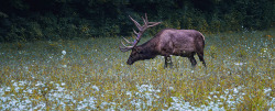 Finally, a bull elk on Flickr.Bull elk @ Smoky Mountains