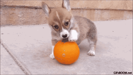 witchfuckery:  gifsboom:  Puppy vs. Pumpkin ** video ** x  My mom made me watch this