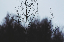 attaches:  “skeleton tree” by Jaimie Wylie Photography on Flickr. 