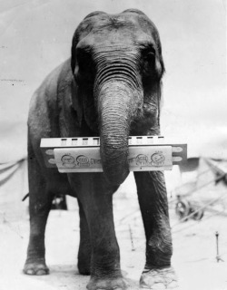 In New York an elephant from the circus claims the prize for the largest harmonica player in the Universe, c. 1935.