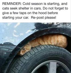 felicefawn:  Don’t just give a few taps, take a look! please drivers, it doesn’t take long to check your wheels and under your car. &lt;3   It doesnt take a whole lot longer for them to just Fuck off and not be under my car.