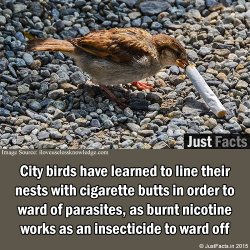 Thejustfacts:  City Birds Have Learned To Line Their Nests With Cigarette Butts In