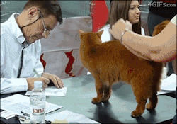 3-l4l59:  anarchacannibalism:  4gifs:  A Somali Red cheats at a cat show by getting cozy with the judge  i love that the judge can’t resist giving this fluffo a smooch, thats exactly what i would do if i was a cat technician  cat technician 