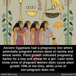 mindblowingfactz:Ancient Egyptians had a pregnancy test where potentially pregnant women peed on barley and wheat seeds. Plant growth indicated pregnancy: barley for a boy and wheat for a girl. Later tests show urine of pregnant women does cause plant