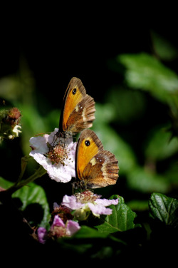 outdoormagic:  Gatekeepers by William Spencer