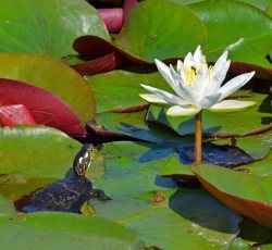 rhamphotheca:An Eastern Painted Turtle (Chrysemys p. picta) basks in the sun on a cluster of lily pads at Edwin B. Forsythe National Wildlife Refuge, New Jersey, USA. Photo by Donald Freiday/USFWS(via: USFWS National Wildlife Refuge System)