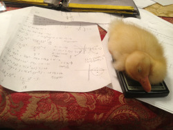 joanhollowayharris:  wowwoohoo:  So I can’t do my math homework cause my duck fell asleep on my calculator..  best excuse ever 