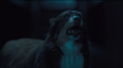 shittymoviedetails:In the film Hereditary (2018), no members of the Graham family pet their dog, give him treats, or call him a good boy. This is what makes the film part of the horror genre because we can clearly see that he is a good boy, yes, a very