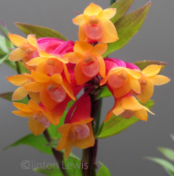 orchiddynasty:  Dendrobium lawesii  (Papua New Guinea and Bougainville Islands) We end Dendrobium Week with my favorite color form of the very-variable Den. lawesii.