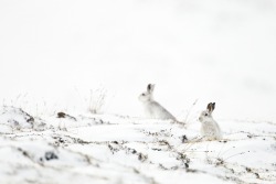 Snow bunnies