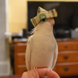 thefingerfuckingfemalefury:  nestregards:  you’ve been visited by money birb. reblog and good fortune will come your way.  &lt; Stands on desk OH CAPTAIN MY CAPTAIN 