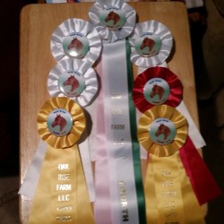 Today&rsquo;s awards! 1 second, 2 third, 3 fourth, and fourth place for walk-trot end of day awards! #equestrian #horse #awards