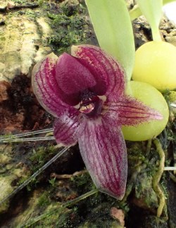 orchid-a-day:  Bulbophyllum lopalanthumSyn.: Sunipia grandiflora; Ione grandifloraNovember 20, 2017 