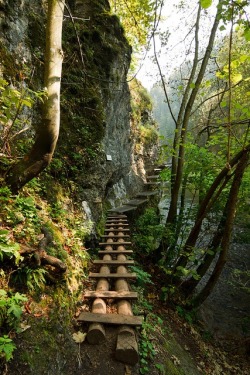 Into the wild (wooden canyon path in Slovakia)
