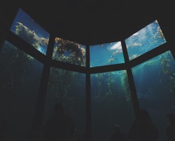 mrksrsz:  mary-magdalene69:I love aquariums so much, they’re some of my favourite places on earth  i particularly love this aquarium a lot, it’s the Monterey Bay Aquarium and this is it’s renowned Kelp Forest exhibit 
