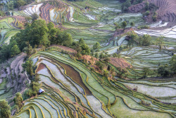  Laohuzui Terrace Scenic Spot, Yuanyang, Yunnan, China Ricefield Patterns #2 by Chaluntorn Preeyasombat 
