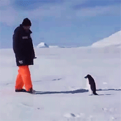 hpoush:  Leonardo DiCaprio gets attacked by a penguin during