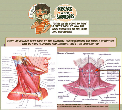 thundercluck-blog: Hey friends! Meg here for TUTOR TUESDAY! Today we take a look at the neck and how it connects to the head and shoulders! Thanks for your patience! If you have any tutorial recs send ‘em in here or my personal. Now go forth and I’ll