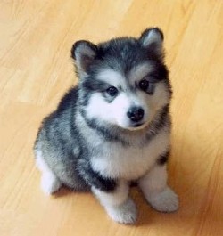 Cutest thing on four legs (a Pomsky, a crossbreed between a Pomeranian and a Husky)