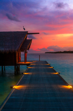 travelgurus:        The Bird &amp; The Sunset - Maldives, Indian Ocean, Asia by Alyaksandr S.                Travel Gurus - Follow for more Nature Photographies!  