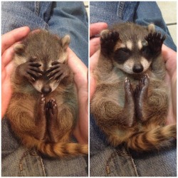 optical-delusion:  BABY RACCOONS COVER THEIR
