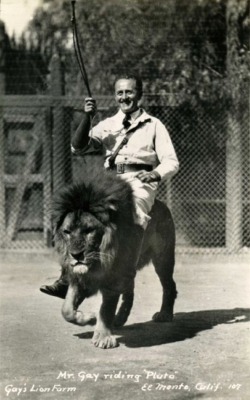 Mr Gay riding lion &ldquo;Pluto&rdquo;.