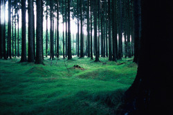 oix:  forest by low.filer on Flickr.   