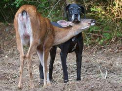 Shitmennalikes:  After Being Abandoned By Her Mother, A Baby Fawn, Pippin, Was Adopted