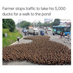 officialinternet:  stability:  I want to see more news like this     Theres something disturbing about seeing that many ducks&hellip; moving that fast&hellip; together&hellip;.