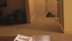 wonderlands-absent-queen:  arelyhepburn:  This is the best gif you’ll ever see  Motherfucking animals. 