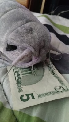 xaath:say hello to sam the money isopod. reblog for 5$ in your future