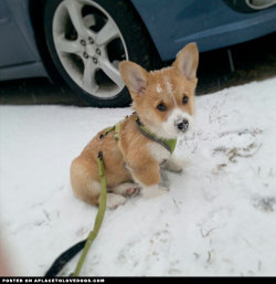 aplacetolovedogs:  Cute Pembroke Welsh Corgi puppy Bandit is tired of the snow and wants to see some sunshine soon! Via @banditthecorgi For more cute dogs and puppies