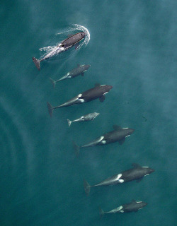 siyahalbatros: Puget Sound’s killer whales looking good   Love orcas’ and these may be some I’ve seen 🥰😍
