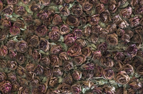 nyctaeus:  Anya Gallaccio, ‘Red on Green’, 2012 Anaya Gallaccio’s Red On Green (2012) is a gradual installation piece, a living breathing demonstration of life and death. Favouring organic materials, Gallaccio laid 10,000 red roses across the