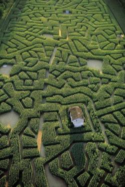 artfreyparis:Labyrinthe de maïs de Cordes-sur-Ciel, Tarn./ France
