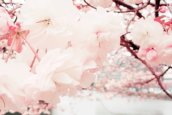 milkpeu:  Cherry Blossoms (by ktPix) 