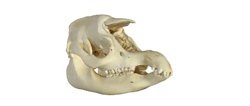 bogleech:  artanecdotally:  strangebiology:  The Google Cultural Institute documents the world’s art and other cultural treasures. At the California Academy of Sciences in San Francisco, Google workers 3D scanned these skulls, which you can view at