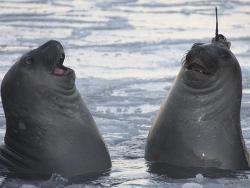 tabbyborym:  madamjellyfish666:  pleatedjeans:  Seal with a data-logger on it’s head. [x] &ldquo;LOOK! LOOK! I’M A NARWAL!&rdquo;  I’ve been laughing for about 20 minutes now   